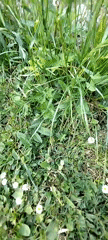 A garden in close-up: cherries, ants, wildflowers, and one cat