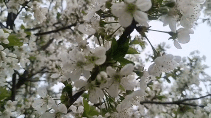 Spring blooms documented in Motyakovo, Russia countryside