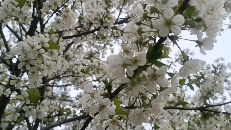 Spring blooms documented in Motyakovo, Russia countryside