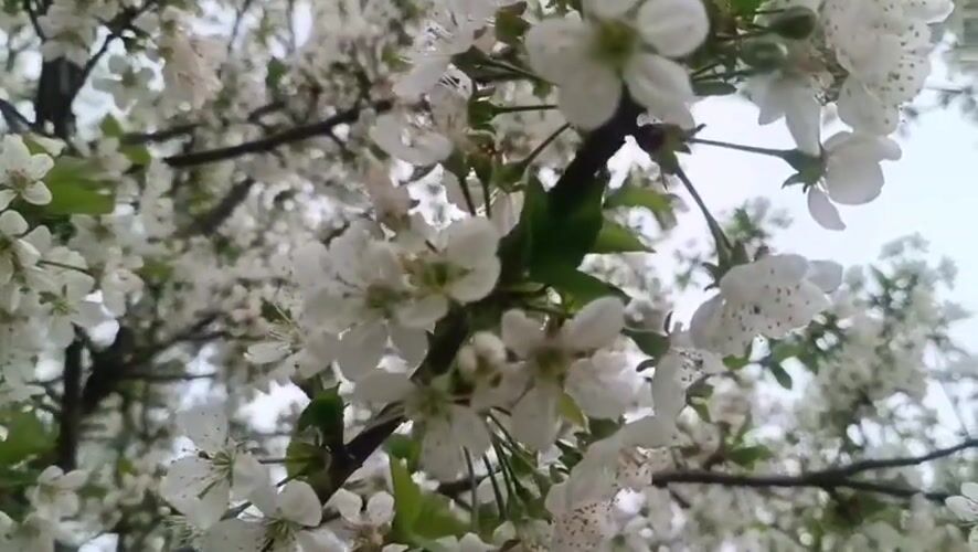 Spring blooms documented in Motyakovo, Russia countryside