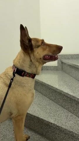 The video shows a medium-sized dog with tan fur and dark brown ears. The dog is wearing a black collar with a floral pattern and is attached to a leash. The dog is standing on a granite staircase next to a white wall, looking to the right with its mouth slightly open and tongue visible. The camera is positioned at the dog's eye level and pans slightly to the right, following the dog's gaze. The lighting is bright and appears to be from an overhead source.