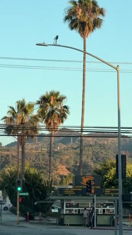 The video captures an outdoor scene, possibly an urban or suburban setting, bathed in the warm light of what appears to be either sunrise or sunset. Dominating the frame are several tall palm trees, their fronds swaying gently against a clear blue sky. In the background, rolling hills are visible, partially covered in vegetation and dotted with structures that hint at a human presence, possibly homes or development.

In the mid-ground, a traffic light stands prominently, currently displaying a green signal. Beneath the traffic light is a small, open-air establishment, perhaps a food stand or small shop, with a counter and signage. Several individuals, appearing to be customers or staff, are gathered around this establishment. Their attire is casual, suggesting an everyday setting. The overall impression is one of a quiet, transitional moment in the day, with the natural elements of palm trees and hills providing a scenic backdrop to the human activity below. The presence of power lines and streetlights further reinforces the urban or suburban context.