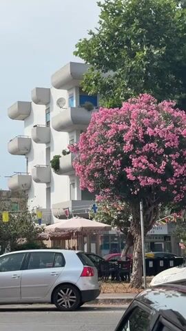 The video captures a street scene in Anzio, Italy, on a bright, possibly sunny day. The focus is on a large, vibrant pink flowering tree, likely an oleander, that dominates the center of the frame. Behind the tree, a modern white building with distinctive, stepped balconies is visible. The building's architecture suggests a residential or commercial space.

In front of the building, there are signs of life and activity. An umbrella shades an outdoor seating area, implying a cafe or restaurant. A silver Volkswagen Golf is parked on the left side of the street, with the rear of another vehicle in the foreground, suggesting this is a street with traffic. Two black trash bins are also visible near the building.

The lush green foliage of a large tree contrasts with the pink blossoms of the flowering tree and the white building. Small flags or banners are strung up, adding a festive or decorative touch to the scene. The overall impression is one of a pleasant, warm day in an Italian town. No people are clearly discernible, but the presence of outdoor seating and parked cars indicates human activity in the area. The visible text on one of the signs appears to be in Italian, consistent with the location.
