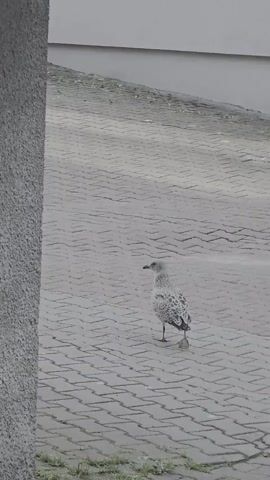 A seagull stands on a paved surface. The seagull is facing to the left and is looking to the left. The seagull is standing on its feet and is not moving. The paved surface is gray and is made of bricks. The background is a wall. The wall is white.