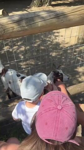 This is a medium-shot, eye-level, outdoor video clip of two people, one wearing a light blue baseball cap and the other a dark pink baseball cap, standing behind a wooden fence. Through the fence, a small goat with white and brown spots is visible in a pen with a dirt ground and some dry foliage. The goat is standing and looking towards the people, with its head slightly lowered. The people appear to be interacting with the goat, with one person's hands visible near the fence. The lighting suggests it is daytime, with shadows indicating sunlight. The overall scene appears to be at a petting zoo or farm.
