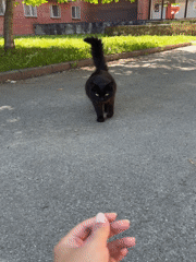 Cats and quiet streets on a summer afternoon in Peterhof