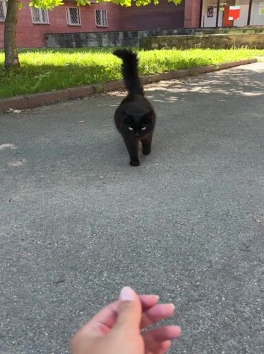 Cats and quiet streets on a summer afternoon in Peterhof