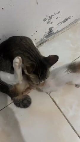 The video shows two kittens on a tiled floor. One kitten, mostly white with some tabby markings, is lying on its side. The other kitten, a tabby, is positioned over the white kitten and appears to be grooming or cleaning it, with its head in close proximity to the white kitten's belly. The environment is sparse, with a white wall in the background.