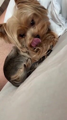 Small dog yawns on bed in Dobrich, Bulgaria