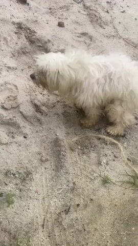 A small, fluffy white dog with dirty paws stands on a sandy surface. The dog's head is bowed as if it is sniffing the ground. The sand is disturbed in places, showing footprints. There are a few dry pieces of grass and straw on the sand. The lighting suggests it is daytime, possibly overcast.