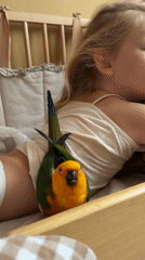 Sun Conure parrot perches near sleeping child in Khimki home