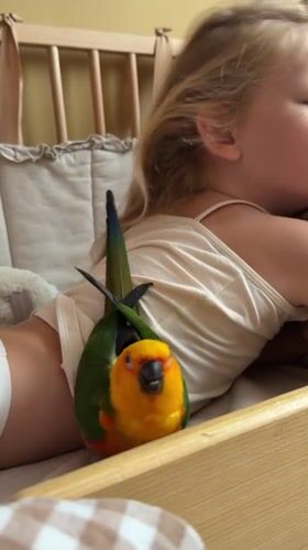 Sun Conure parrot perches near sleeping child in Khimki home