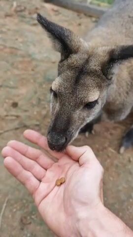 A person's hand holds a small piece of food, and a kangaroo is shown eating from the hand. The kangaroo is a young marsupial with gray-brown fur and large ears. The background is an outdoor enclosure with a dirt floor and a wire fence. The interaction appears gentle and peaceful.