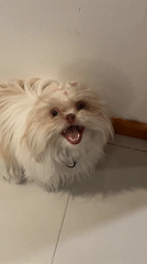 Family documents late-night moments with beloved pet dog in Mexico