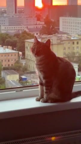 A tabby cat sits on a windowsill, looking out at a cityscape during sunset. The sun is setting behind tall buildings, casting a reddish glow over the sky and the city. The cat is in focus, with the background buildings and sky slightly blurred. The video is shot from a slightly low angle, emphasizing the cat's perspective.