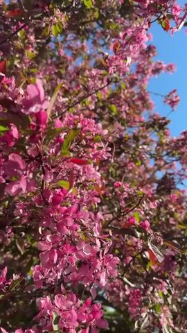The video showcases a tree in full bloom with vibrant pink flowers under a clear blue sky. The tree is dense with blossoms, with some green and red leaves visible among the flowers. The camera angle looks upward into the tree's canopy. The lighting is bright and sunny.