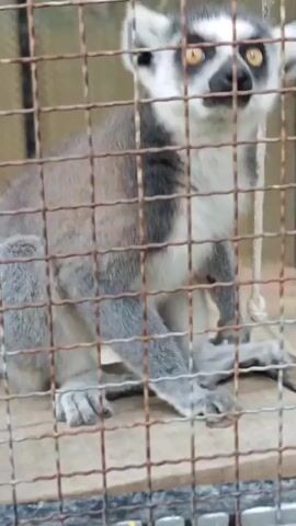 A ring-tailed lemur is observed inside a wire enclosure. The lemur has gray and white fur, black rings around its eyes, and a striped tail. It is looking directly at the camera with its mouth slightly open. A bright yellow object, possibly a toy, hangs from a string above the lemur. The background appears to be a wall or fence. The camera is positioned close to the enclosure, and some of the bars of the cage are visible in the foreground, obscuring the view.