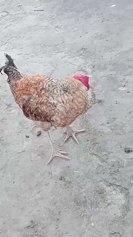 The video shows two chickens on a gray concrete surface. The chicken in focus is light brown with black speckles. It has a red comb and wattle. The second chicken, partially visible in the background, is dark brown. Neither chicken moves significantly during the short video.