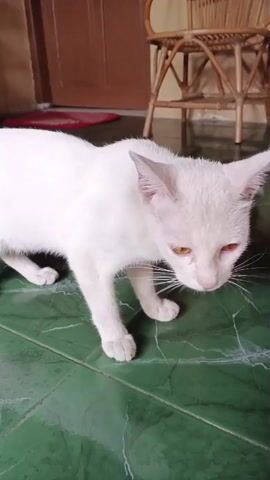 A white cat with orange eyes is walking on green tiled flooring. The cat is in the foreground and appears to be moving towards the right of the frame. The background shows a wooden door on the left and a wicker chair on the right. The lighting is soft and natural.