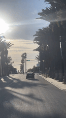 Vehicle travels palm-lined road in Safi, Morocco