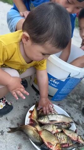 A young child in a yellow t-shirt is looking down at a bowl filled with fish. The child is kneeling on a concrete surface, and their hands are reaching towards the fish. The bowl is white and oval-shaped, and it contains several small to medium-sized fish, some of which appear to have been cleaned. Behind the child, there is a large white bucket with blue writing on it. The writing on the bucket includes the text "24KT" and "110-160M³". There are other people in the background, partially visible, suggesting a group activity. The scene appears to be outdoors, with natural light indicating daytime. The overall atmosphere seems to be one of domestic activity, possibly related to fishing or preparing food.