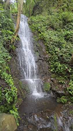 Waterfalls, mossy paths, and ducklings in Xihu District