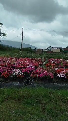 The video shows a field of colorful flowers in pots arranged in rows. The flowers are predominantly pink, red, and white. In the background, there are some buildings, a utility pole, and mountains under a cloudy sky. The ground is covered with grass and black plastic sheeting, and there appear to be some irrigation pipes or poles among the flowers. The scene suggests a nursery or a flower farm.