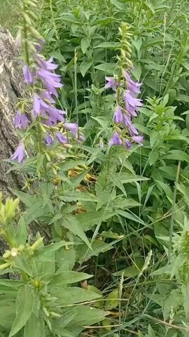 A close-up video pans across a patch of bell-shaped purple flowers growing in a field of green foliage. A rough, bark-covered tree trunk is visible on the left side of the frame. The flowers are clustered on tall, slender stalks, with many unopened buds at the top. The leaves are a vibrant green and appear to be somewhat serrated. The background is a dense expanse of green plants, suggesting a natural, outdoor environment. The lighting is bright, indicating daytime. There are no people or animals visible.