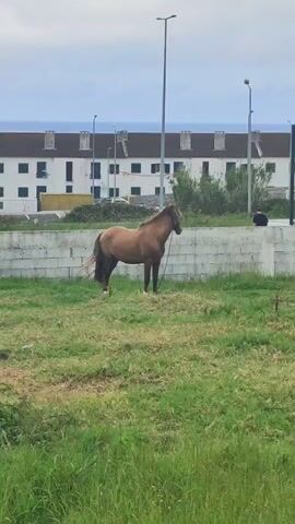 A brown horse stands in a grassy field. Behind the horse is a white brick wall, and behind the wall are buildings and trees. The sky is overcast. A person is visible in the upper right corner of the frame, near the wall. The horse is tethered by a rope.