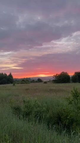 A time-lapse video shows a field of green grass and bushes with a vibrant orange and pink sunset in the background. The sky is filled with streaks of clouds that transition from purple to pink to orange. Trees are visible along the horizon and scattered throughout the field. The sun is setting behind a distant treeline, casting a warm glow across the landscape. The video captures the changing colors of the sky as the sun dips below the horizon.