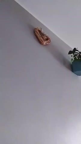The video shows a wall with several objects. At the top left, a woven heart-shaped ornament hangs on the wall. To the right of it, a blue pot with a green plant sits on a shelf. Further to the right, a dark brown cabinet is mounted on the wall. Below the cabinet, a smaller dark brown cabinet or dresser is visible, with a few bottles and other items on top. In the lower right corner, a bed with a purple blanket is partially visible. The wall is painted a light gray color, and the ceiling is white. The lighting appears to be from an overhead source and possibly from a window to the right.