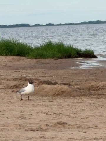 This is a short video clip taken on a sandy beach next to a body of water, likely a lake or sea. The scene appears to be set in Ondvor, Russia.

The primary subjects are two seagulls. One seagull is in the foreground, with its wings spread as it takes flight or lands in the sand. Its body is mostly white, with darker wingtips and a darker head. The second seagull is lying down in the sand behind the first, appearing to rest or preen. Its body is a mix of white and gray, with its wings tucked in.

The setting is a beach with light-colored sand. Behind the beach, there is a grassy area with some darker vegetation, leading to the water. The water itself is a muted blue-gray color, with small waves gently lapping at the shore. In the distance, across the water, a tree line or low hills are visible against a hazy, overcast sky. The overall lighting suggests it might be a cloudy day, possibly late morning or afternoon, as there are no strong shadows.

The activity captured is the movement of the seagulls on the beach and their interaction with the sand. The second seagull seems to be undisturbed by the first one's actions. The presence of an orange tubular object in the sand in the final frames might suggest recreational activity, but it's not a prominent feature. The video seems to be a candid observation of wildlife in its natural habitat. There is no visible text in the media.