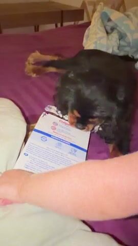 A small, dark-colored dog with tan markings on its face and paws is lying on its side on a purple surface, possibly a bed. The dog is holding a cardboard box that appears to be for toothpaste, specifically a Colgate brand box, in its mouth and is chewing on it. One person's arm and hand are visible in the lower portion of the frame, near the dog and the box. The background shows a bedspread and a blanket. The lighting is dim, suggesting an indoor setting.