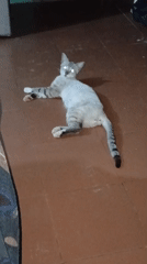 Tabby cat observed on floor in Venezuelan home