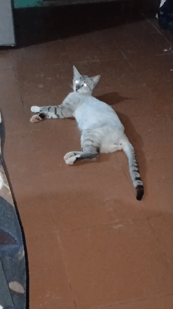 Tabby cat observed on floor in Venezuelan home