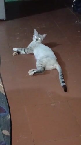 Tabby cat observed on floor in Venezuelan home
