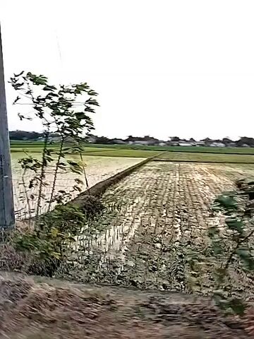 A handheld video pans across a rural landscape. In the foreground, dry, brown soil and debris are visible. A wooden pole stands to the left, with power lines stretching across the frame. Beyond this, a flooded rice paddy stretches into the distance, with rows of young rice plants visible. In the middle ground, a small tractor is working in the field. A line of trees and houses forms a backdrop, with a pale sky overhead. The sun is visible as a bright, hazy orb in the distance.