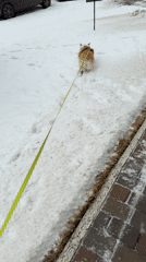 Corgi walks through snow in Krasnoyarsk during morning outing