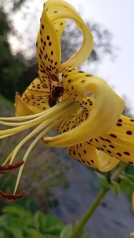 A close-up, low-angle shot focuses on a bee visiting a yellow tiger lily. The bee is positioned on the inside of the flower, near the center, with its head tilted down towards the nectar. The lily's petals are vibrant yellow with dark brown spots and curve outwards. The stamens, with their reddish-brown anthers, hang down from the flower. The background is softly blurred, showing green foliage and hints of a path or ground. The lighting suggests it may be early morning or late afternoon.