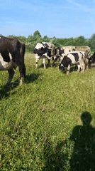 Mixed herd grazes and sparrs in a sunny Russian field