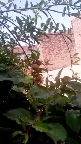 The camera slowly moves to capture a close-up shot of two pomegranates hanging on a tree branch amidst green leaves. The pomegranates are light brown with a slight greenish tinge. The tree is in front of a textured, light-colored wall, with a glimpse of the sky visible through the branches.