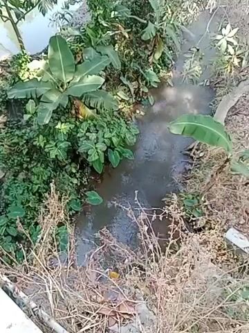 The video shows a small, dark body of water surrounded by dense vegetation. The water appears to be stagnant or flowing very slowly, with ripples suggesting a slight disturbance. Lush green plants, including banana leaves and taro, grow along the banks. There are also dry, dead plants in the foreground. The overall impression is a natural, overgrown environment.