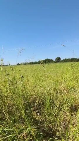 The video depicts a field of tall green grass under a clear blue sky. The grass appears to be thick and slightly overgrown, with some taller stalks swaying in the gentle breeze. In the distance, a line of trees and what might be buildings are visible, providing a horizon line. The camera seems to be positioned low to the ground, giving a perspective that is partially obscured by the grass in the foreground. The scene suggests a rural or agricultural setting on a sunny day.