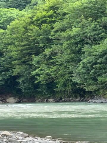 The video shows a lush green forest with a river flowing in the foreground. The trees are dense and cover the hillsides, with varying shades of green indicating different types of foliage and lighting conditions. The river has a greenish-blue hue and appears to be flowing swiftly, with white ripples visible on its surface. The bank of the river is rocky and appears to be composed of small stones and pebbles. The overall impression is one of a natural, serene landscape.