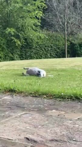 Certainly! Here's a concise description of the video:

The video depicts a black and white dog rolling around on a grassy lawn. The dog is on its back, kicking its legs in the air, and then rolls around on its side. The environment consists of green grass, trees, and a gray paved area in the foreground. The lighting suggests it is daytime. There are no people visible in the shot.
