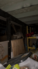 Raccoons spotted roaming Coquitlam streets and storage areas