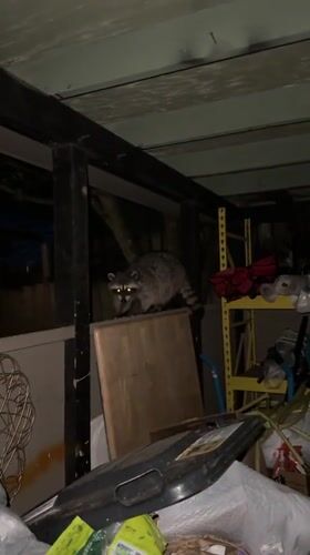 Raccoons spotted roaming Coquitlam streets and storage areas