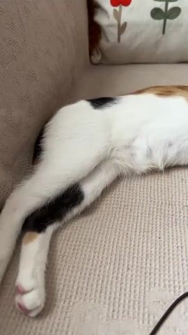 The video shows a close-up view of a calico cat resting on a beige couch. The cat's body is mostly white with patches of black and orange fur. One of its paws, with pink toe beans, is extended forward, resting near a small, round toy. The cat is wearing a yellow collar with a pattern of cartoon characters. The background includes a hint of a pillow with a floral design. The lighting suggests it is daytime, and the setting appears to be indoors, likely a home. The cat seems relaxed and possibly sleepy. There is no visible text in the video.