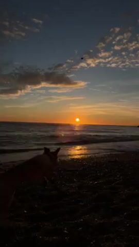 The video captures a scenic sunset at a beach. The sun is setting over the ocean, creating a bright orange glow on the horizon. The sky is a mix of blue and orange, with scattered clouds. Gentle waves are visible, approaching the rocky shoreline. A dog is present on the beach, initially running and then stopping to investigate the water's edge. The beach itself appears to be covered in small rocks and pebbles. The overall lighting is dim due to the sunset, casting the foreground into shadow.