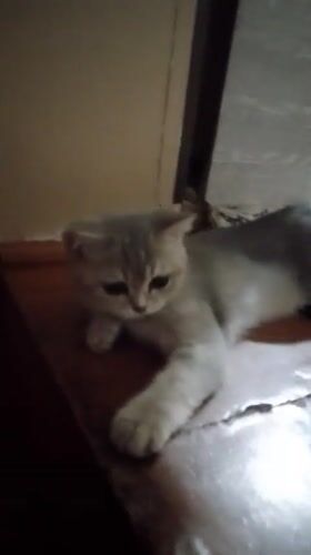 Home evening in Kokand: a kitten, kids, and cooking